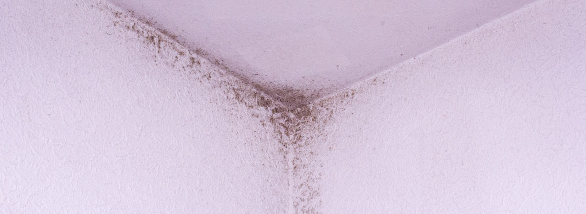 Schimmelschäden in Wohnungen und Häusern